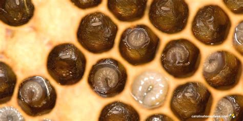 Honey Bee Larvae: Recognizing Healthy Bees- Carolina Honeybees