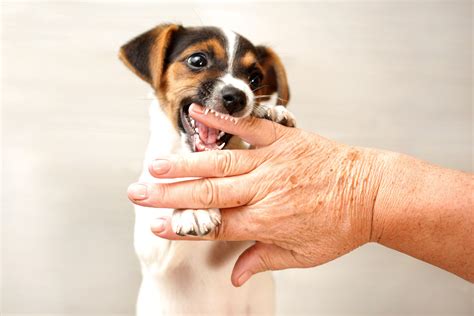 What Happens if My Dog Bites Someone? - Albers & Associates