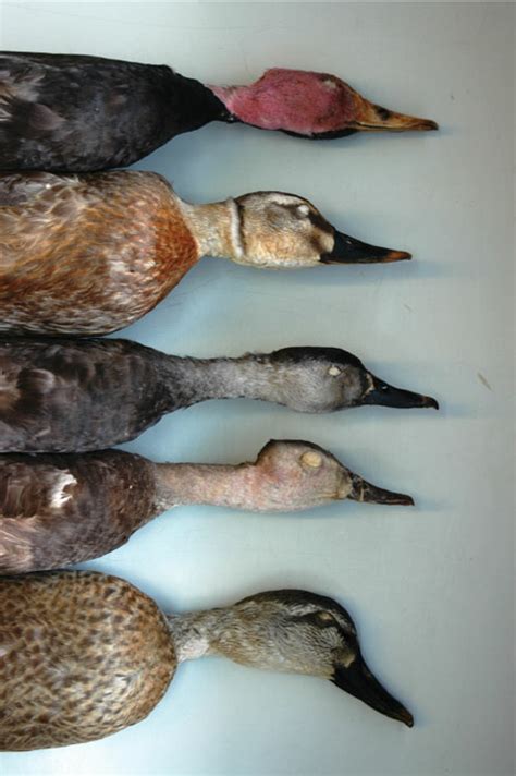 Comparison of heads of (from top to bottom): male Pink-headed Duck ...