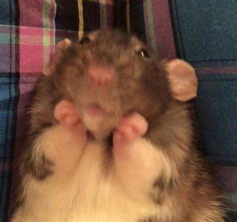 #RattieFluffs: Rat Fan Club https://ift.tt/2nzicma | Cute rats, Cute memes, Pet rats