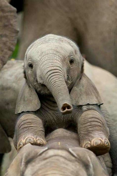 Baby face! | Cute baby animals, Cute animals, Baby elephant