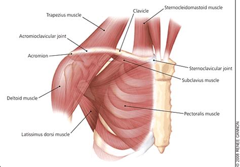 Clavicle Fractures | AAFP