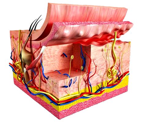 morfofisiologia: sistema tegumentario