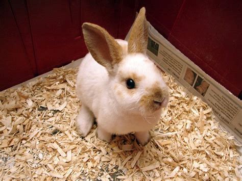 Mini Rex Rabbit Breed Information and Pictures - PetGuide.com | PetGuide