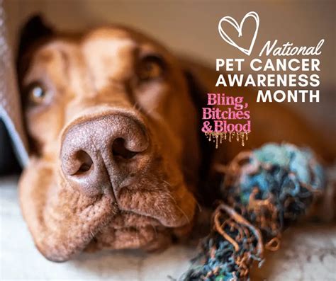 Pet Cancer Awareness Month: Learn About Kinds of Pet Cancer