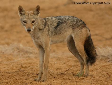 Species Profile: The African Golden Wolf – We Love Wolves Blog