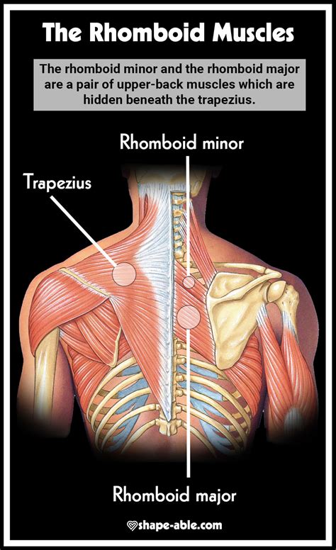 Rhomboid Exercise Workout [Rhomboid Muscle Infographic] – Health News