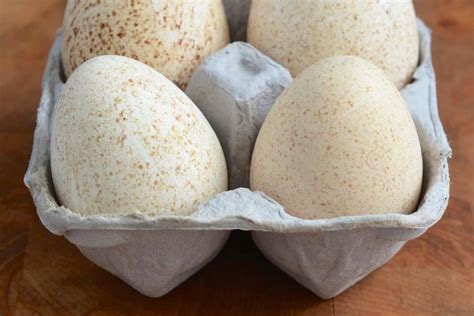 Turkey Eggs: Have You Tried Them? | The Kitchn