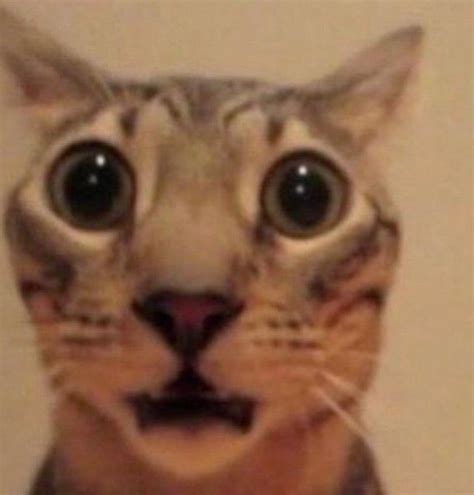 Shocked cat Blank Template - Imgflip