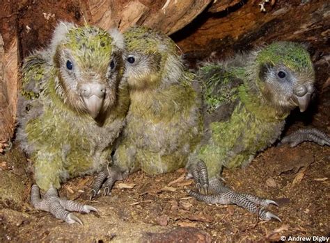 Kakapos: The flightless bird whose numbers are soaring - EDGE of Existence