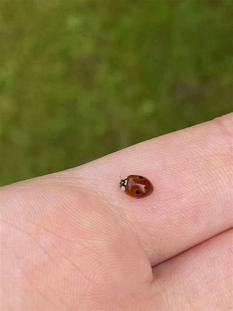 Do Ladybugs Bite? 3 Things You Should Know