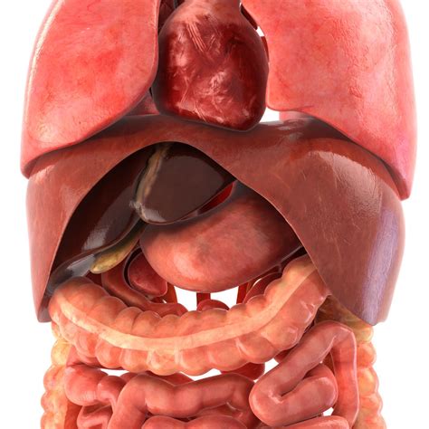 Drab Inside Organs Human Anatomy Free Photos - Www