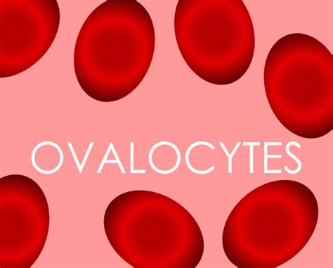 Ovalocytes - Medical laboratory