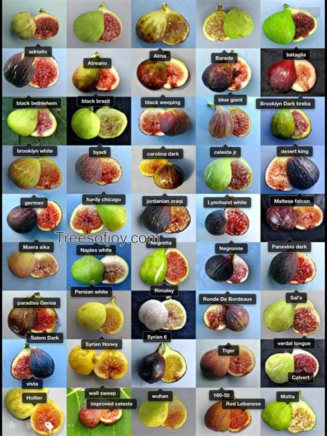 17 Best images about Figs on Pinterest | Madeira, Local news and The olympians