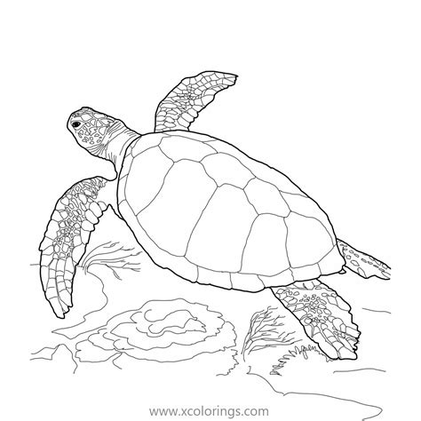 Green Sea Turtle Coloring Pages - XColorings.com