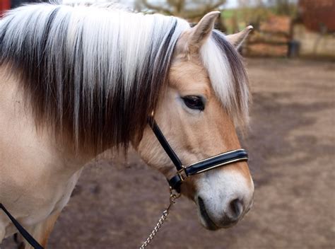 Fjord Horse Colors