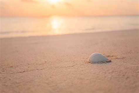 Shell On Beach Sunset At The Sea Beach Photograph by Levente Bodo - Fine Art America