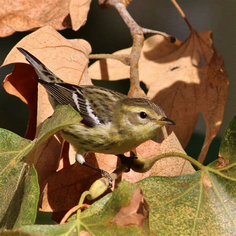 Blackburnian Warbler | Department of Biology | CSUSB