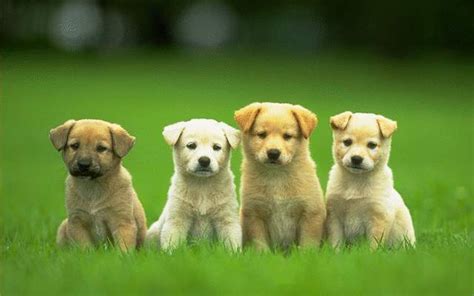 Beautiful Dog Wallpapers - Top Free Beautiful Dog Backgrounds - WallpaperAccess