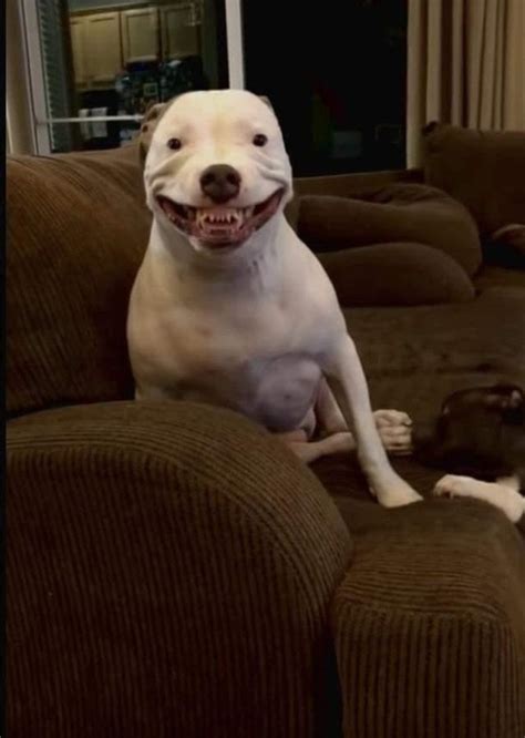 PsBattle: Creepy Dog Smile : r/photoshopbattles
