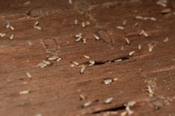 What’s Causing Termites in My Florida Home? - Termite Prevention