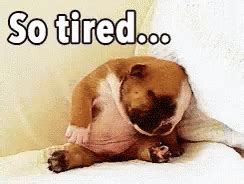 Tired Sleepy GIF - Tired Sleepy Dog - Discover & Share GIFs