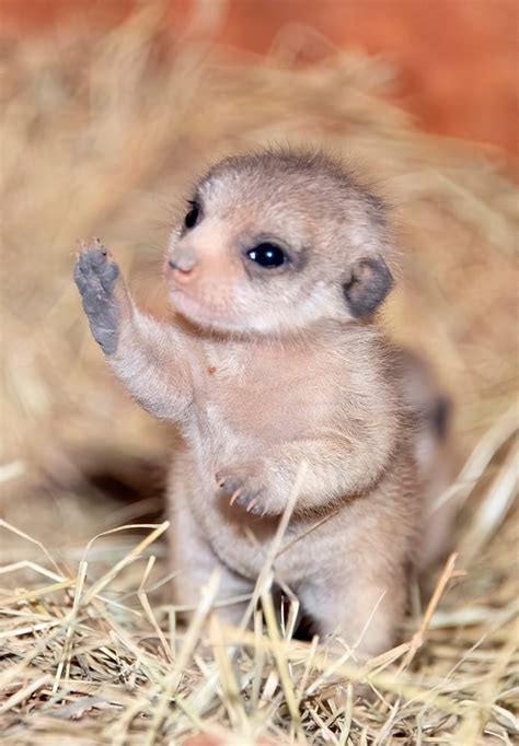 The Miami Zoo Shared Photos Of Their New Baby Meerkats and It Is Cuteness Overload