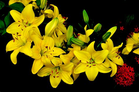 Photo lilyt flora yellow lilies - free pictures on Fonwall