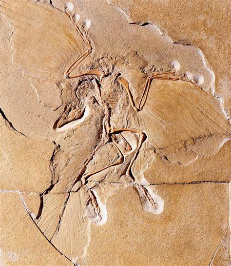 Archaeopteryx: Facts about the Transitional Fossil | Live Science