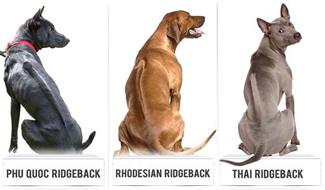 The 3 Ridgeback Dog Breeds: Rhodesian, Thai, and Phu Quoc - HubPages