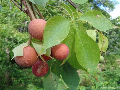 Flora of Sri Lanka