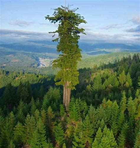 Hyperion is the worlds tallest tree, it measures about 379 ft (115 ...