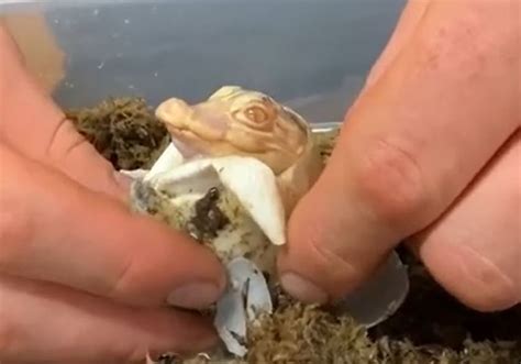 Teeny Albino Gator Hatches at Florida Park [Video]