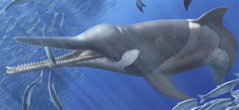 Whales, dolphins, and seals all follow the same evolutionary patterns