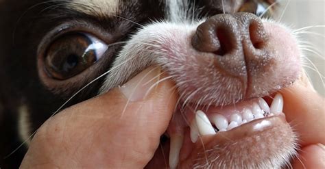 Chihuahua Teeth: Everything You Need to Know - A-Z Animals