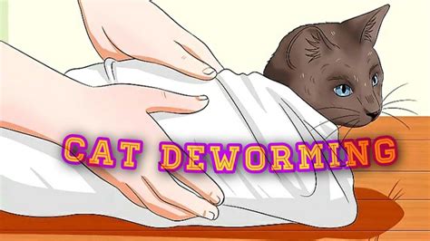 Cat deworming||How to Deworm Cats and kitten||Symptoms of cat worms ...