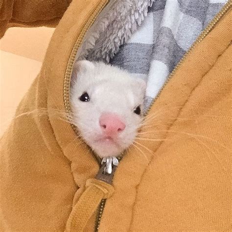 #ferret #hiding #jacket #in #aFerret hiding in a jacket | Pet ferret ...