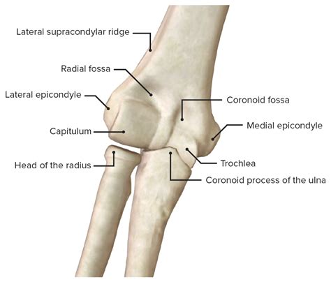 Elbow Anatomy