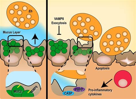 VAMP8 mucin exocytosis attenuates intestinal pathogenesis by Entamoeba ...