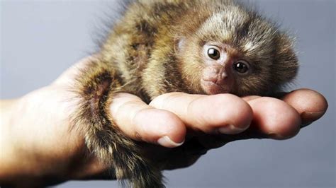 Pygmy marmoset – the smallest monkey in the world | DinoAnimals.com