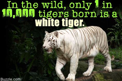 White tiger fact in 2021 | White tiger facts, White tiger, Siberian tiger