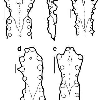 (PDF) Revisiting Gryposuchus jessei Gürich, 1912 (Crocodylia: Gavialoidea): specimen description ...