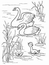 Swan coloring Pages sketch template