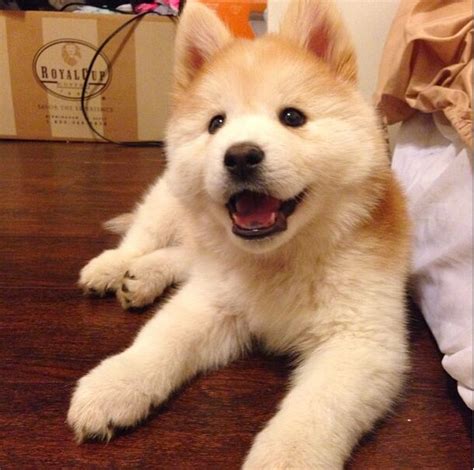 Chusky Dog Breed Health, Grooming, Feeding, Temperament and Puppies - PetGuide | PetGuide