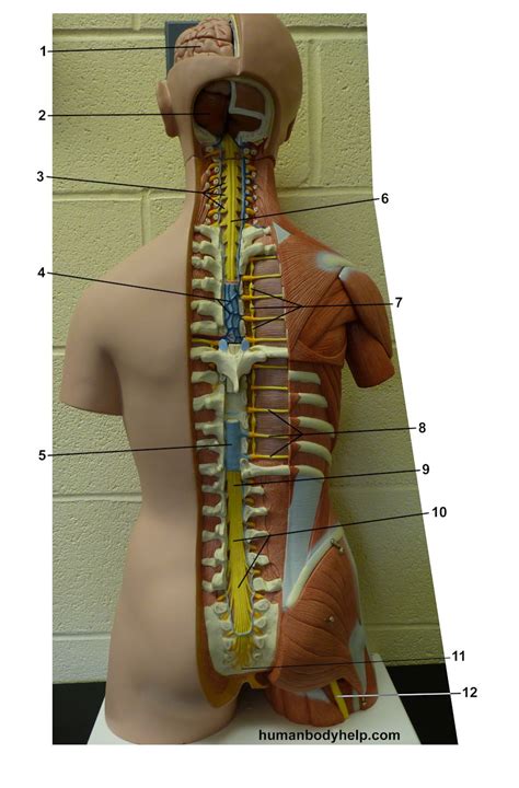 Spinal Cord – Torso – Human Body Help