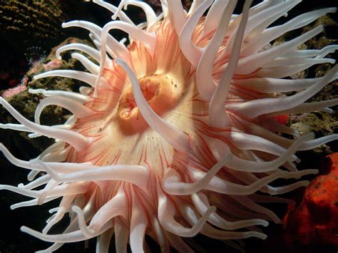 Anemones. | Corals, sea anemones and jellyfish all belong to… | Flickr