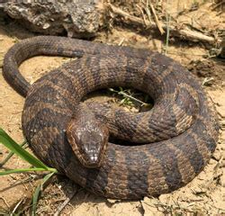 DNR: Fish & Wildlife: Common Watersnake