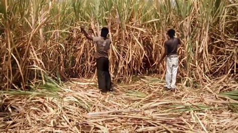 Natural (Organic) Jaggery Production at CVR Natural Farms - YouTube