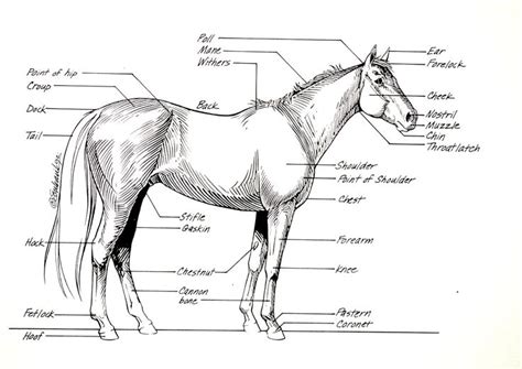 Horse Anatomy I