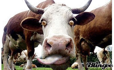 Crazy cow Picture #129763342 | Blingee.com